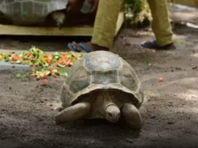 Hyderabad: Four-year-old boy adopts Al-Dabra Giant Tortoise at Nehru Zoological Park