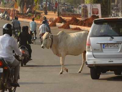 UP government introduces multipronged strategy to address stray cattle issue