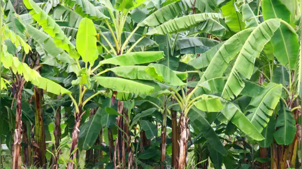 Banana tree