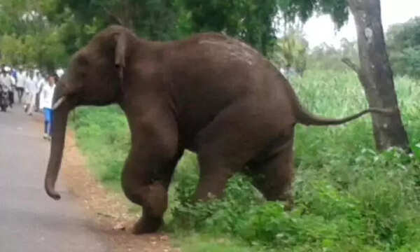 Man trampled to death by elephant in Gumla