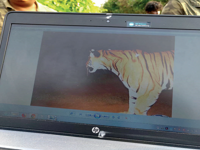 Bandipur: Elusive tiger kills elephant calf