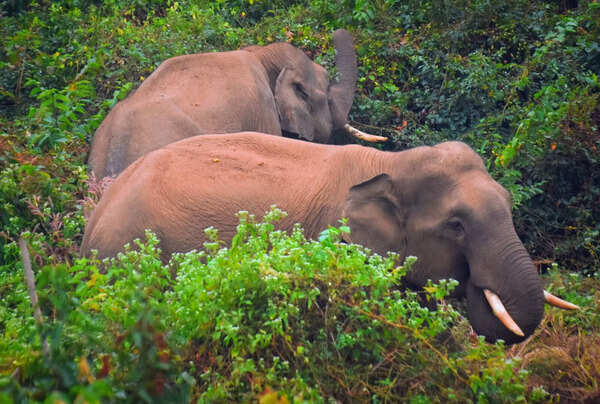 End to Maoists prompts Sunabeda to explore night-stay cottages outside sanctuary limits