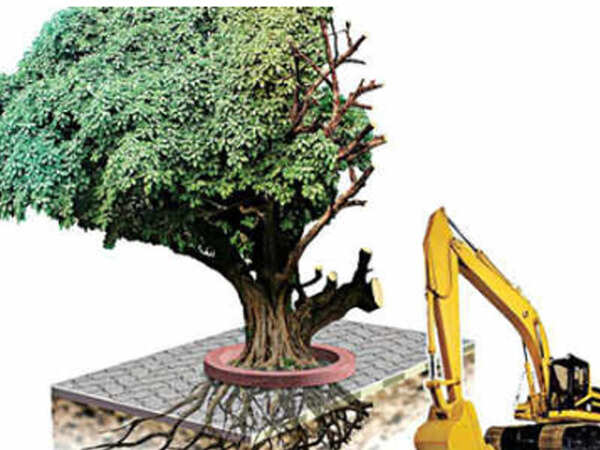 Bombay HC likely to decide on tree authority in June