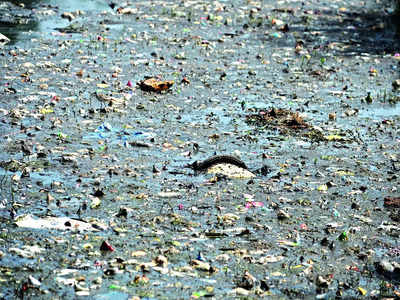 What use of STP? 12 lakes on brink