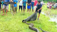 16-feet-long Burmese python rescued in Assam’s Nagaon 