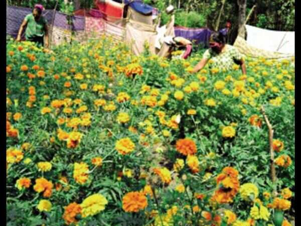 Kerala: Women farmers transform a village into a flowerbed