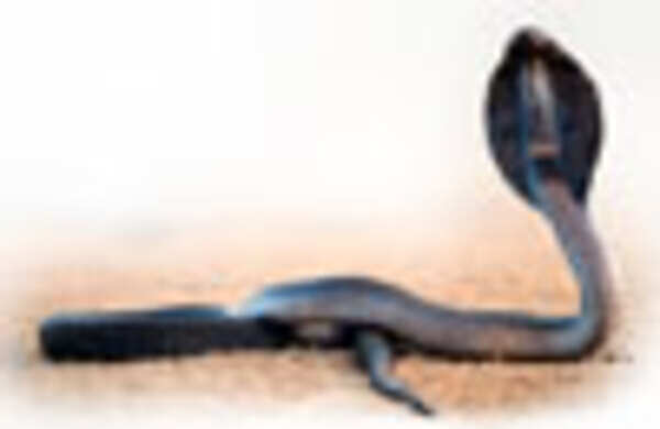 1 Million snakebites