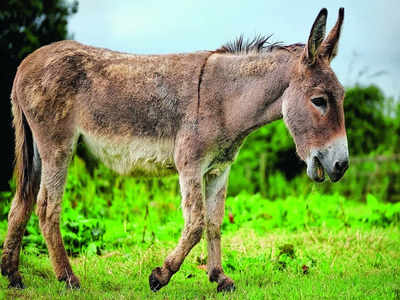 Donkey ‘miracle’ milk turns into big scam