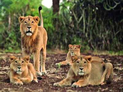 Three lion cubs found dead on railway track