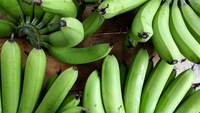 Iran&ndash;Israel conflict hits India&rsquo;s banana exports; freight jumps to $10,000 per container