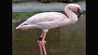 177 bird species spotted in NCR this summer 