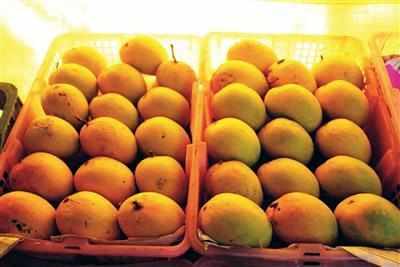 Geographical tag for Alphonso mangoes to keep fakes at bay