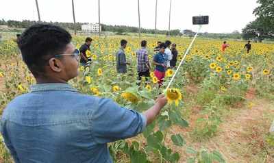 Karnataka: Sunflower farmer manhandled by selfie-crazy tourists in Gundlupet