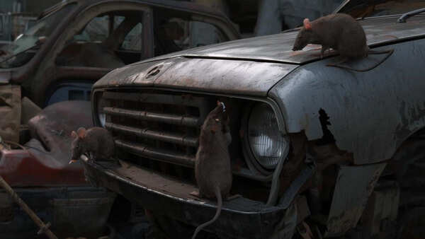 Car protection 101: How to keep rats away from your car and avoid costly repairs