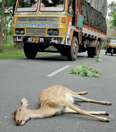 When in the forest, drive slow & easy