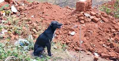 Bengaluru: Woman, kid die over pet dog issue