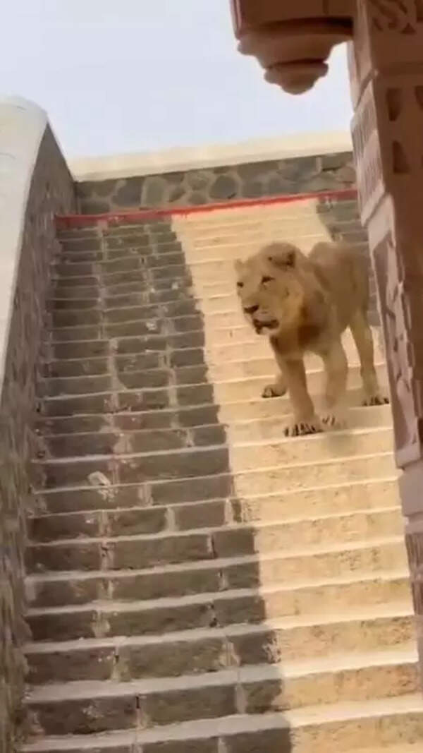 Asiatic lions’ temple run, two climb stairway in Palitana