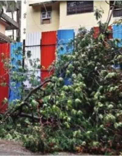 Tree cutter with no safety gear falls 25 feet to death in Matunga