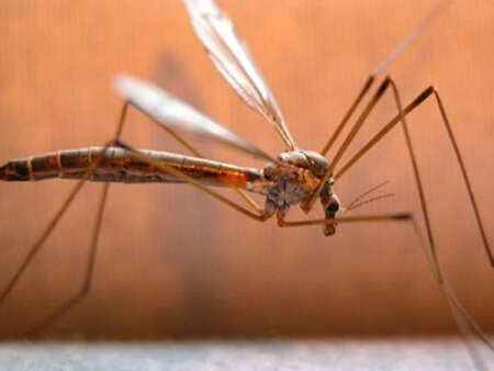 Drug-laced mosquito net may help prevent malaria