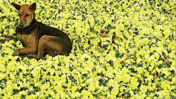 Chennai: Flowers, veggies end up in trash at Koyambedu