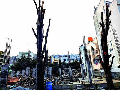 Axe falls on trees again: Activists seek tougher laws