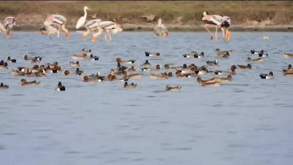 Greater flamingos give their traditional hotspots a miss, flock to Nemilichery lake