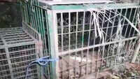 Leopard responsible for death of 6-year-old boy captured in Guwahati 