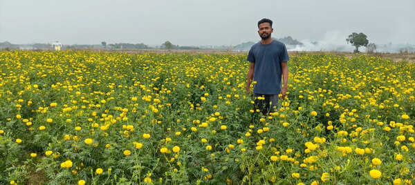 Marigolds are goldmine for farmers