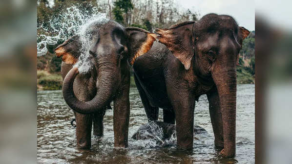 The majestic elephants