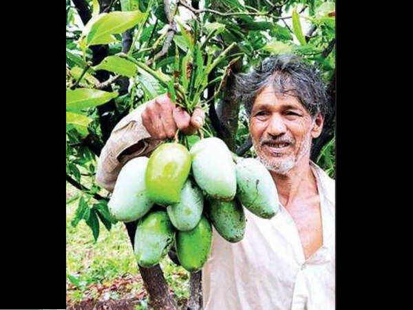 Gujarat: Cyclone Tauktae pushes mango farmers a quarter century back
