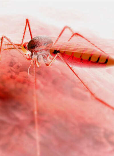 The dreaded Dengue returns and you can’t count on platelets