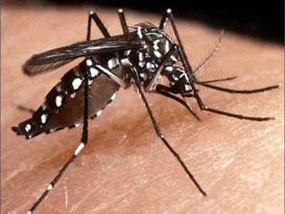 Is Dengue finally under control? Bengaluru doctors say so