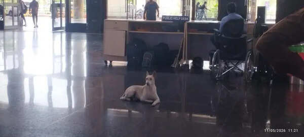 Strays hound passengers at KCBT