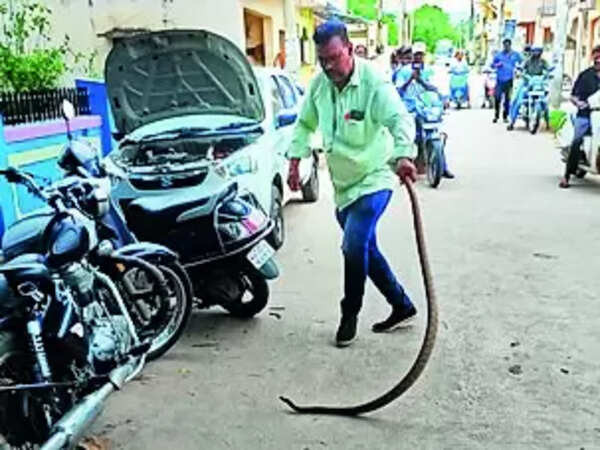 Tables turn: When snake-catcher gets bitten