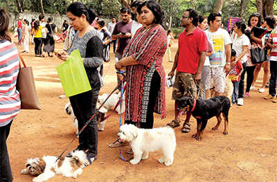 BBMP's proposed rules on keeping dogs: Pet parents bite back