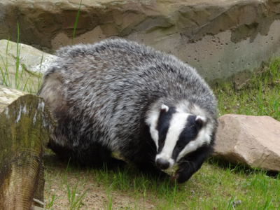 WHO believes badgers, rabbits could have spread coronavirus to humans