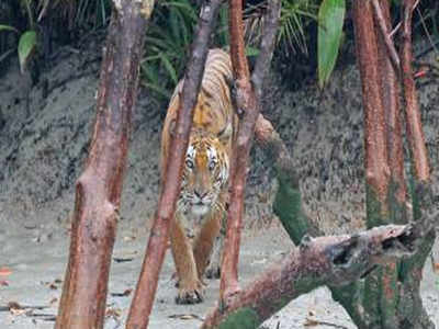 Photos: Two tigresses' territorial battle in Sunderbans