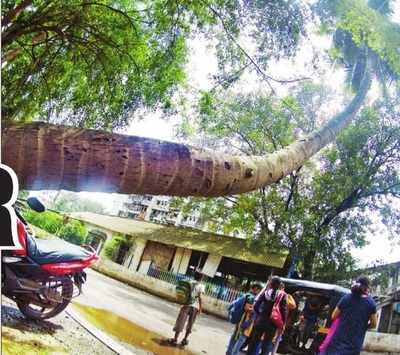 Mumbai Monsoon: Citizens complain about the weakened trees, BMC is yet to act