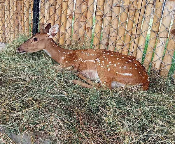 Two spotted deer succssfully treated at wildlife transit and treatment centre in Pethikuttai