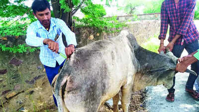 Maharashtra: 22 cattle died of lumpy skin disease in state in one month
