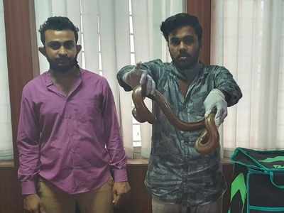 Bengaluru CCB arrests two for selling two-headed snake in the guise of being delivery boys