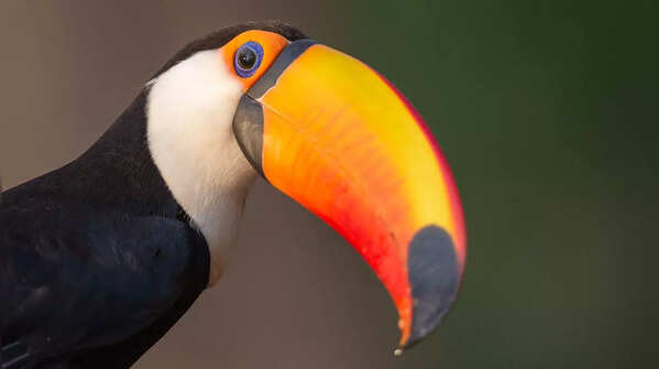 Toco Toucan