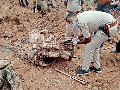 Tusker remains emerge
