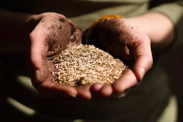Seed distribution starts in Buxar block offices