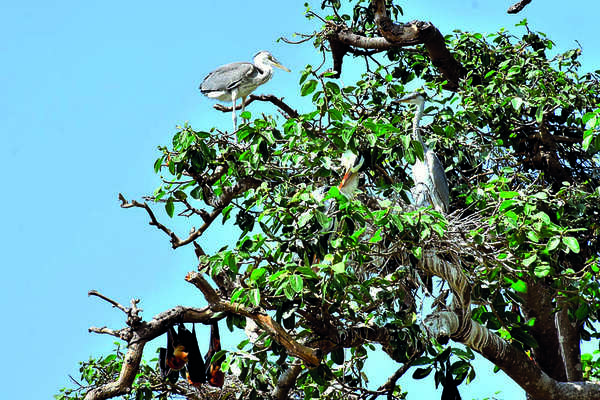 Karnataka: Siberian pelicans co-exist with bats and monkeys on 100-year-old Kolar tree