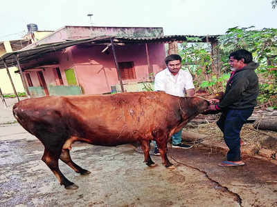 Senior citizen vents acid attack on chomping cattle