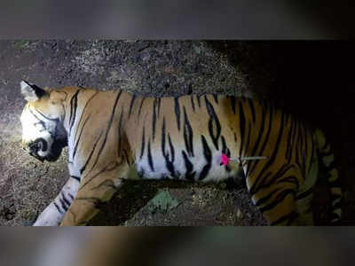 Uproar as ‘man-eater’ tigress Avni is shot dead