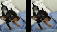 Kerala vets save puppy’s life in Malaysia by tele-guided surgery 