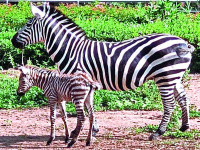 Bannerghatta Park celebrates new arrival