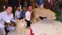 Man abuses a lion on his birthday 
